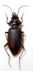 Nebria salina